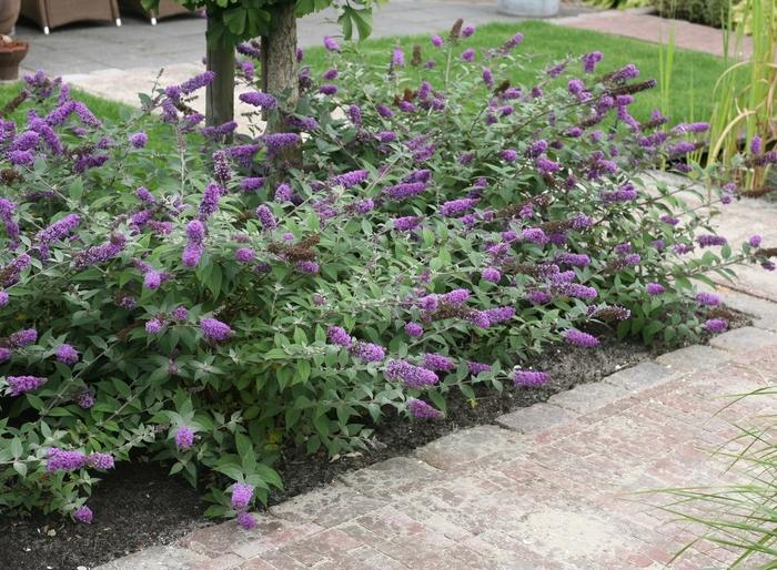 Buddleia Lo and Behold® Blue Chip