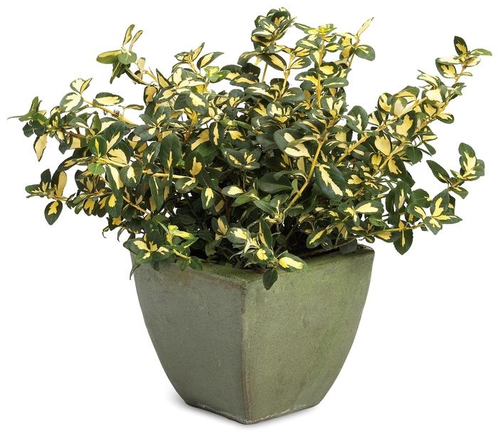 Euonymus fortunei Blondy®