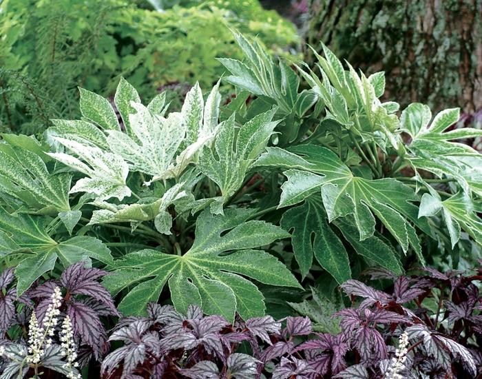 Fatsia japonica Spider's Web