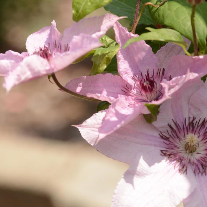 Clematis Hagley Hybrid ('Pink Chiffon')
