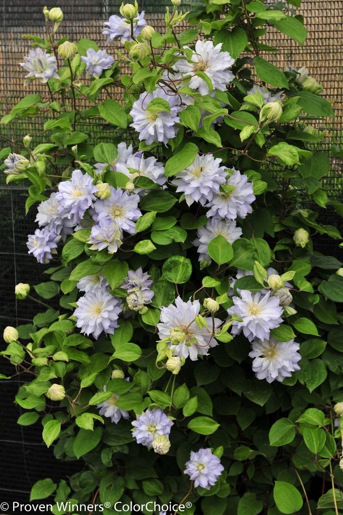Clematis Diamond Ball