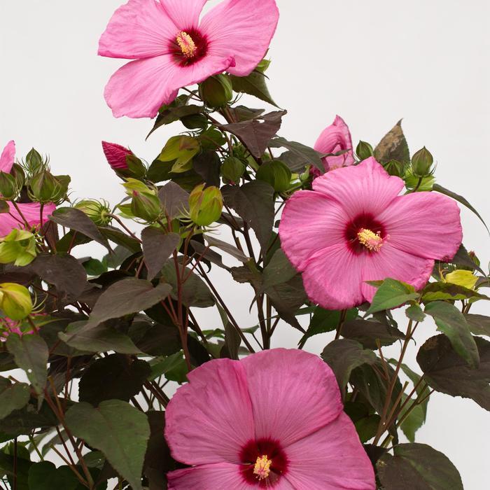 Hibiscus moscheutos Head Over Heels® Adore