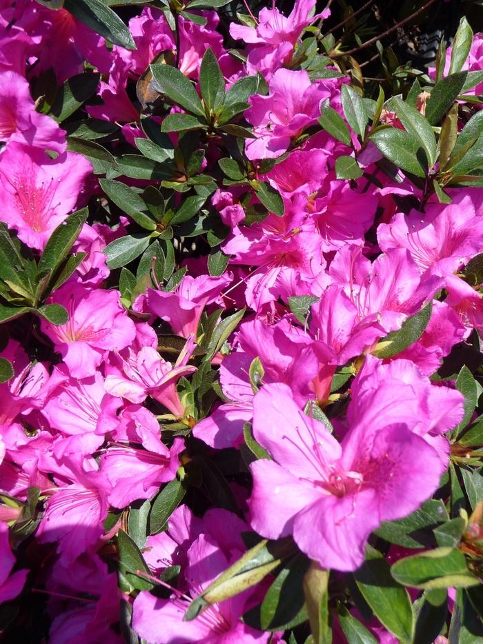 Rhododendron Southern Indica hybrid Formosa