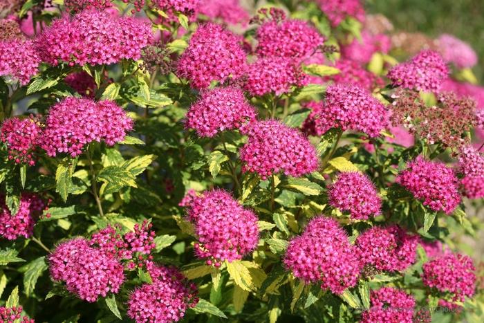 Spiraea japonica Double Play® Painted Lady®