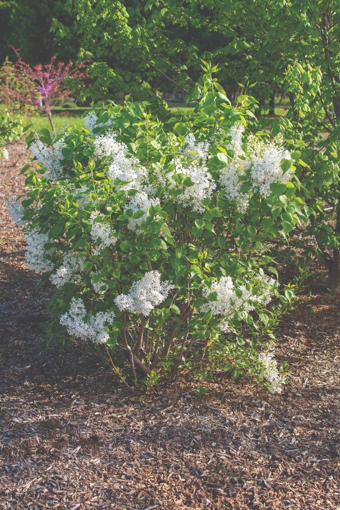 Syringa vulgaris New Age™ White