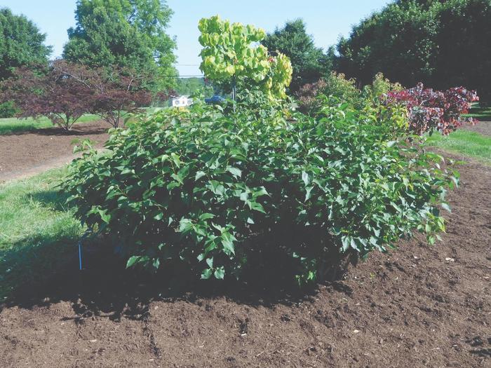 Syringa vulgaris New Age™ Lavender