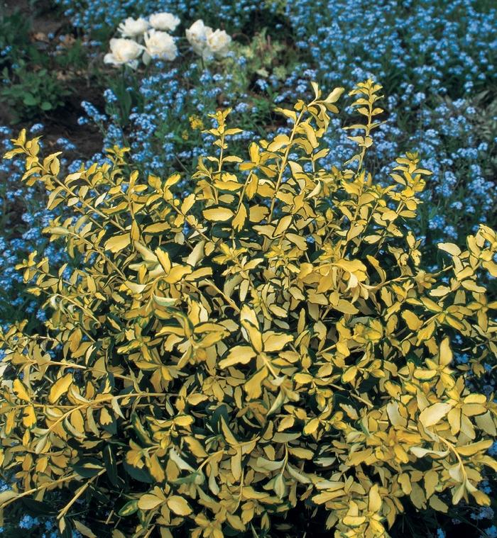 Euonymus fortunei Blondy®
